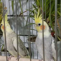 جفت عروس مولدبا۲تاجوجه و۳تاتخم