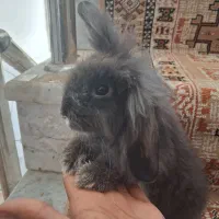 بچه خرگوش لپ