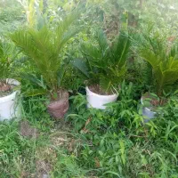 سیکاس|گل و گیاه طبیعی|رودبنه, |دیوار