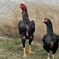تخم لاری حیوانات مزرعه