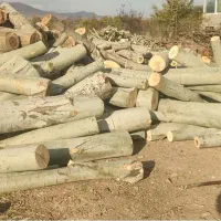 خرید انواع چوب قلمه، بید، گردو و درخت میوه