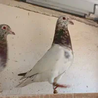 سار و سرور .کله هفترنگ.کرمونی طوقی