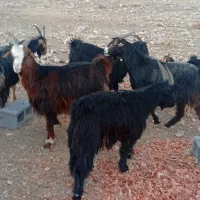 بزکهره دار