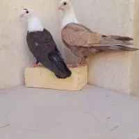 جوجه کلاغ کاکلی سه تا