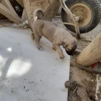 توله سرابی اصل
