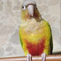 فروش یا معاوضه