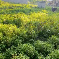 فروش-زمین