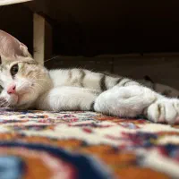 واگذاری گربه