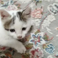 بچه گربه|گربه|چهارباغ, |دیوار