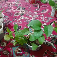 گل طبیعی|گل و گیاه طبیعی|ایذه, |دیوار