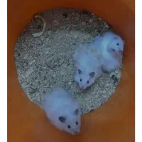 همستربازیگوش