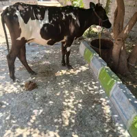 گاو گوساله