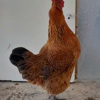 مرغ تخمگذار بومی یکساله سرحال تخم گذار