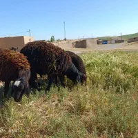 س راس کاور قزل افشار.