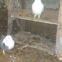 کبوتر|پرنده|گرمی, |دیوار