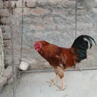 خروس محلی