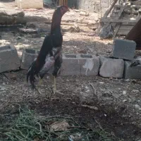 تخم نطفه دار لاری اوشامو