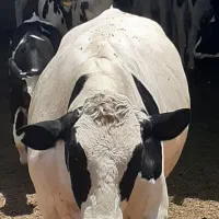 گوساله چاق سنگین