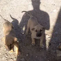 توله سگ*سرابی*اصیل