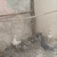 کبوتر پلاکی