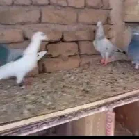 کبوتر آلمانی
