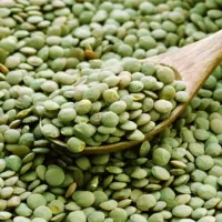 عدس تازه بوجاری شده درجه 1