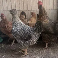 مرغ بومی
