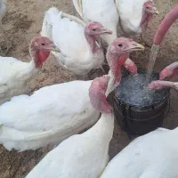 بوقلمون بیوتیک گوشتی