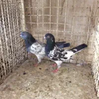 جفت پاکستانی
