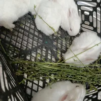 بچه خرگوش نژاد میکس