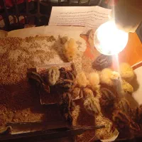 بلدرچین
