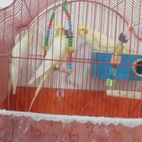 عروس هلندی