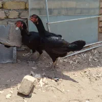 دو عدد مرغ لاری
