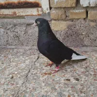 سینه سیاه نر