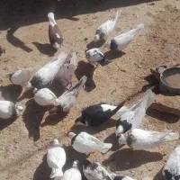 فروش کبوتر طوقی