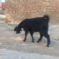 بیگ نر