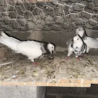 طوقی خال دار