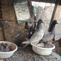 جفت کفتر طاوسی پلاکی