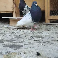 کفتر نرو ماده به شرط جوجه
