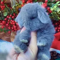 خرگوش.مینی‌لوپ.مینیاتوری.خوکچه هندی همستر اصیل|موش و خرگوش|اصفهان, شهرک کاوه|دیوار