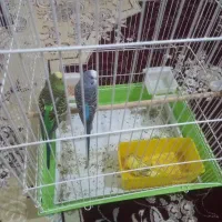 مرغ عشق