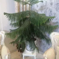 کاج مطبق