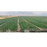 فروش-زمین-کشاورزی-در-کرمانشاه
