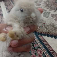 خرگوش لوپ