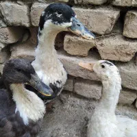فروش اردک