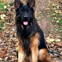 ژرمن بلک و دورنگ نر جهت کشش