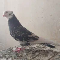 کفتر سرور آتیشی پرشی