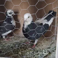 کبوتر