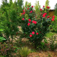 زمین-کشاورزی-سند-دار-تفیهان