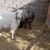 نری یک ساله صحیح وسالم برای قربان
